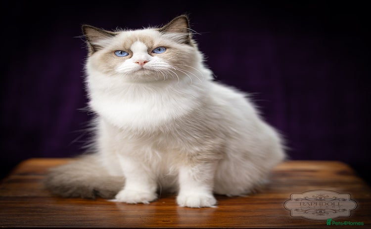 Ragdoll cats - Advert 12