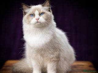 Ragdoll cats - Advert 10