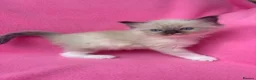 Ragdoll cats for sale: 5 Beautiful Fluffy Ragdoll Kittens  - Advert 10