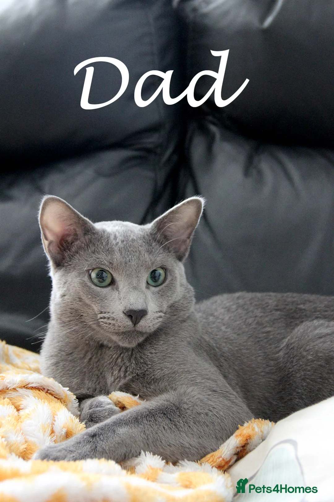 Russian Blue cats for sale: Pure Russian Blue Kittens Available to Reserve  - Advert 20
