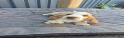 Cocker Spaniel dogs for sale: Outstanding Cocker Spaniel puppies READY NOW - Advert 23