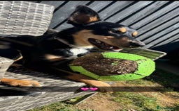 Australian Kelpie dogs for sale: Australian kelpi/ mix unknown ******  - Image 4