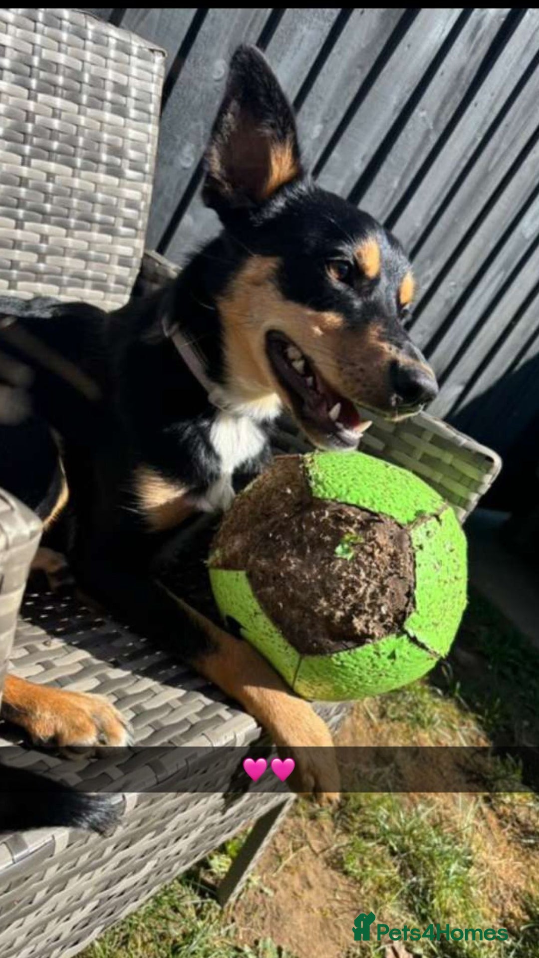 Australian Kelpie dogs for sale: Australian kelpi/ mix unknown ******  - Image 4
