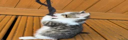 Mixed Breed cats for sale: Mixed litter kittens 🐱  - Advert 8