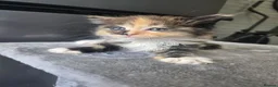 Mixed Breed cats for sale: Beautiful mixed breed kittens  in Burton-on-Trent - Advert 9