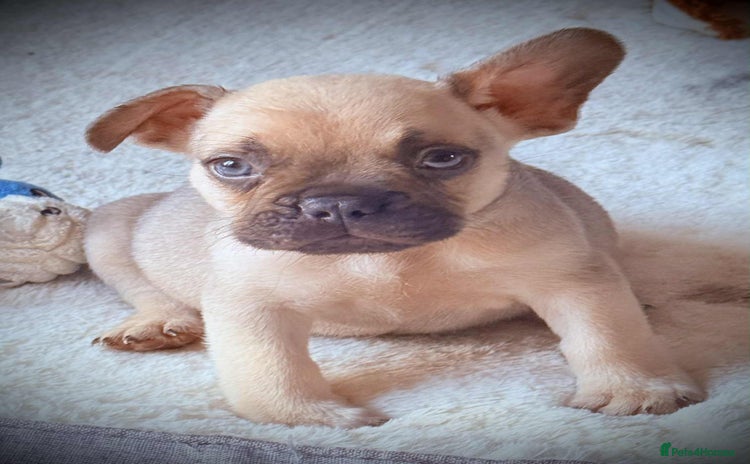 French Bulldog dogs - Advert 1
