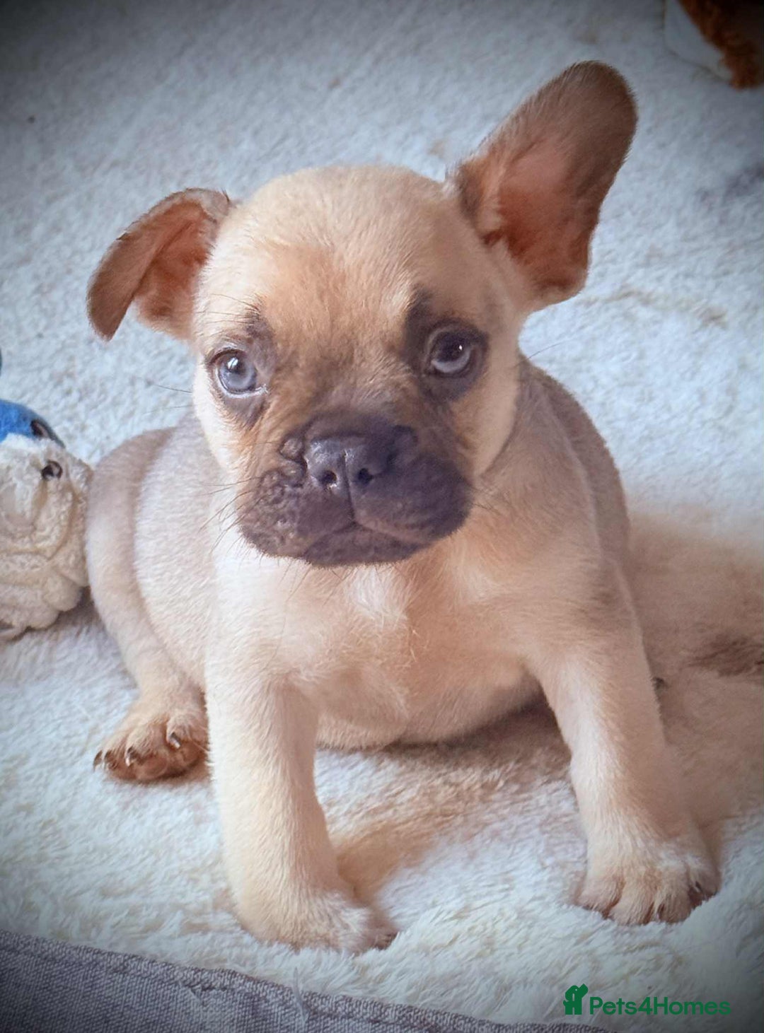 French Bulldog dogs for sale: 3 lovely French bulldogs for sale  - Image 1