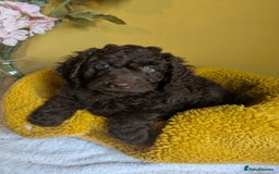 Cockapoo dogs for sale: Gorgeous Cockapoo puppies - Image 8