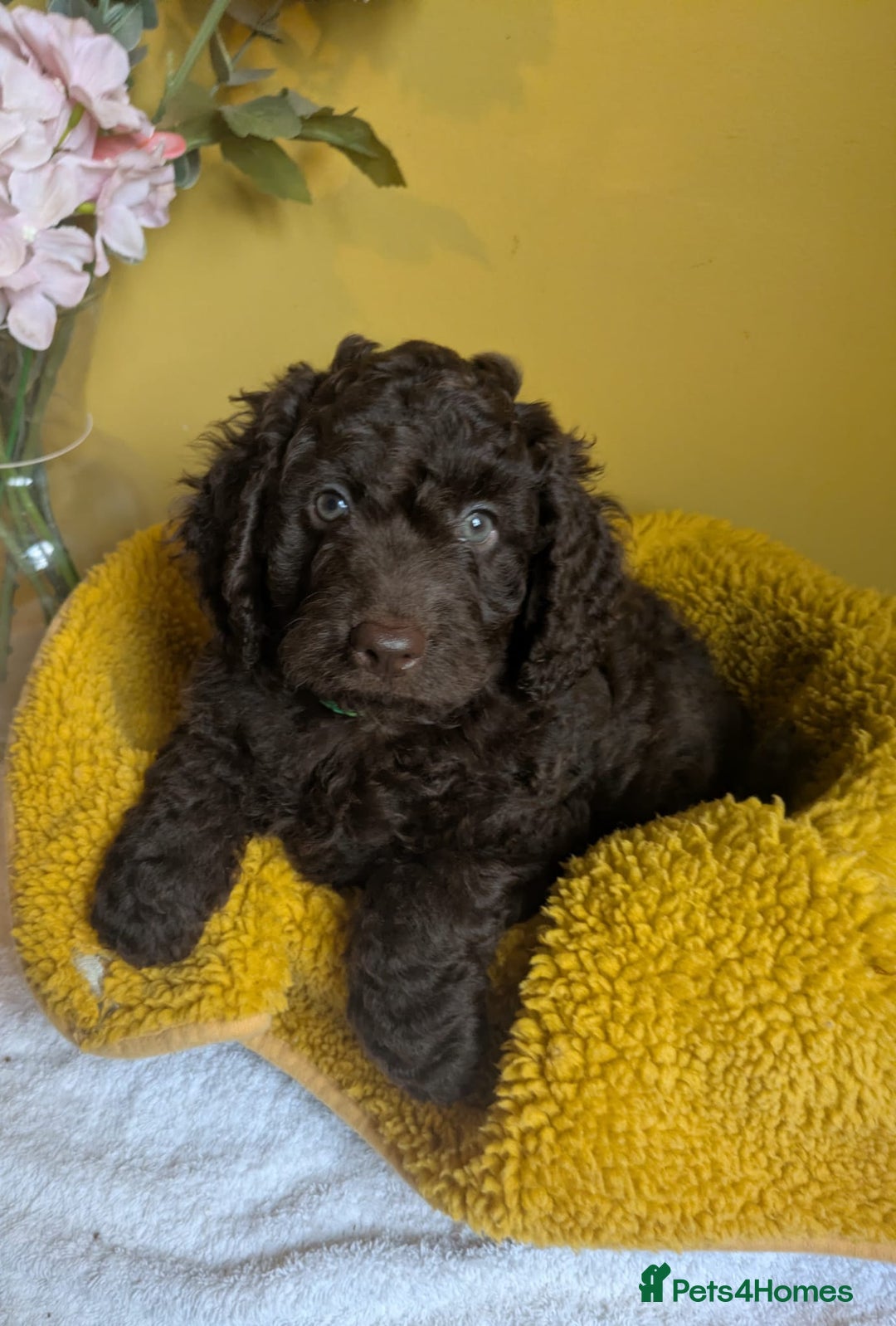 Cockapoo dogs for sale: Gorgeous Cockapoo puppies - Image 8