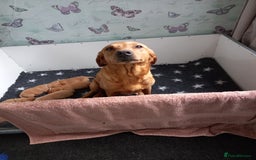 Labrador Retriever dogs for sale: Fox Red Labrador Puppies Girls Available 🌟 - Image 2