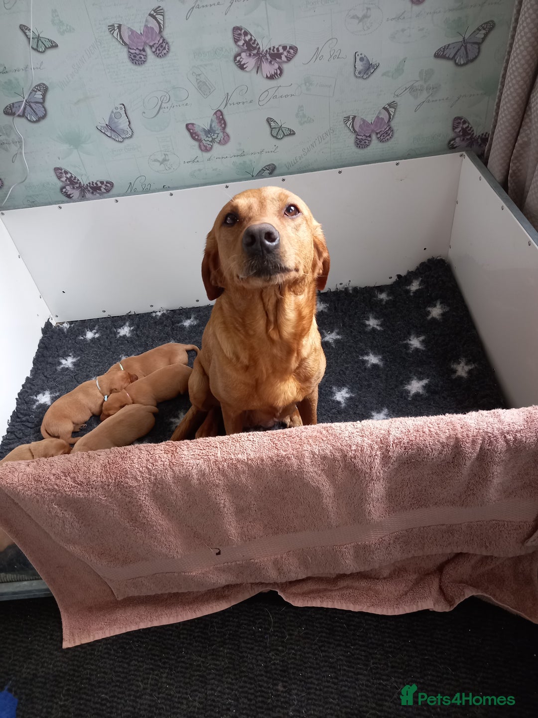 Labrador Retriever dogs for sale: Fox Red Labrador Puppies Girls Available 🌟 - Image 2