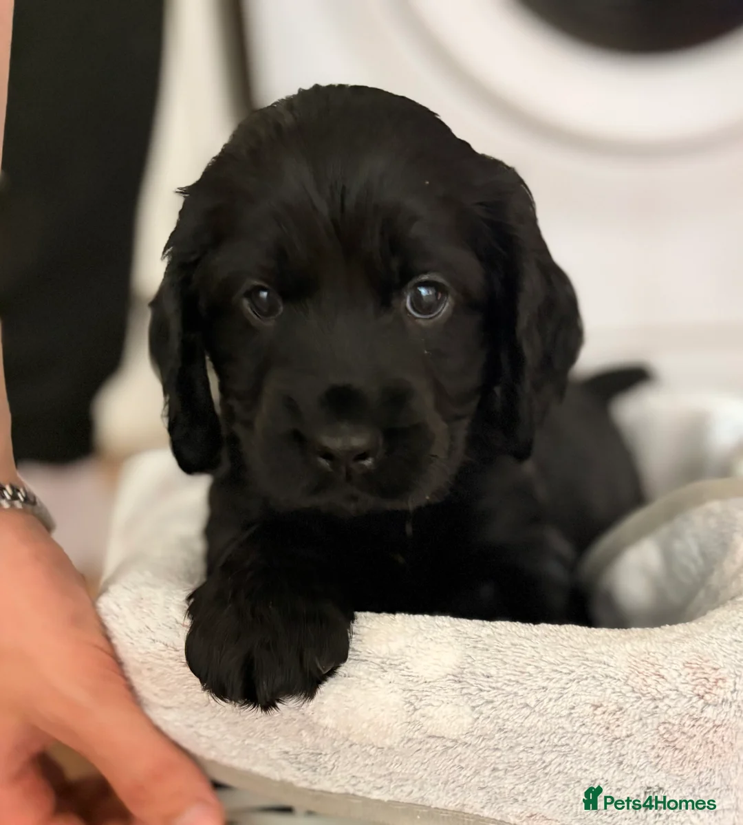 Cocker Spaniel dogs for sale: !!READY IN 2 WEEKS!! Beautiful Cocker Spaniels✨ - Advert 1