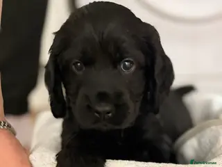 Cocker Spaniel dogs !!READY IN 2 WEEKS!! Beautiful Cocker Spaniels✨ - Advert 1