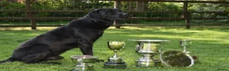 Labrador Retriever dogs for sale: KC Reg, Health Tested Girls - Advert 4
