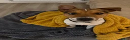 Jack Russell dogs for stud: Jack russell Stud in Salisbury - Advert 7