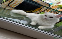 British Longhair cats for sale: Looking for a new home - Image 7