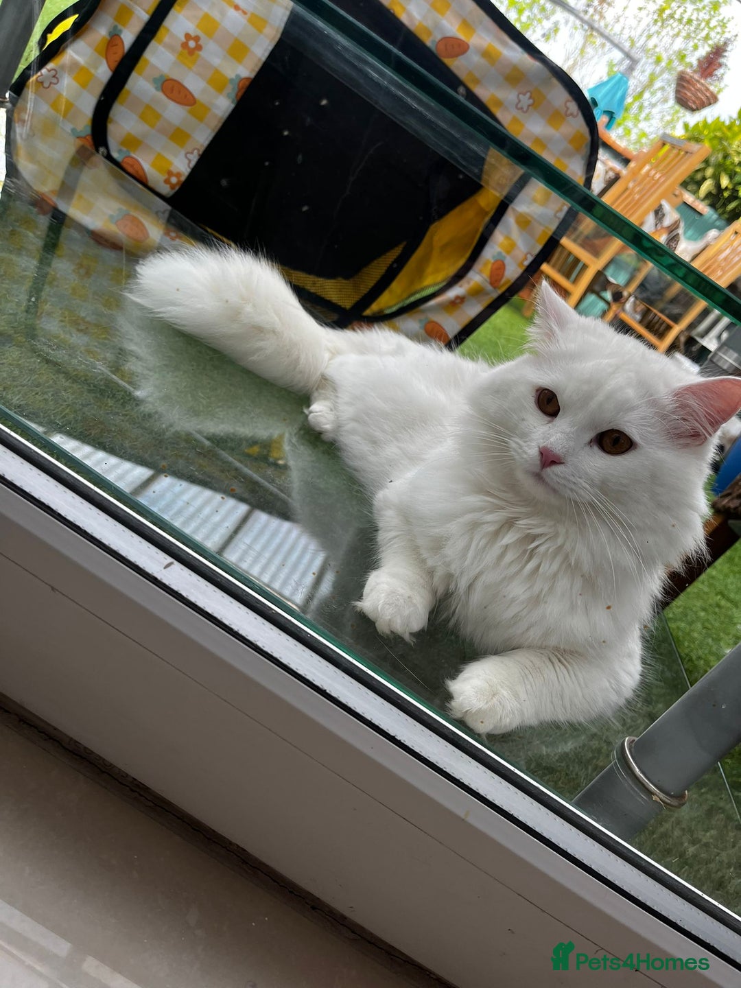 British Longhair cats for sale: Looking for a new home - Image 7