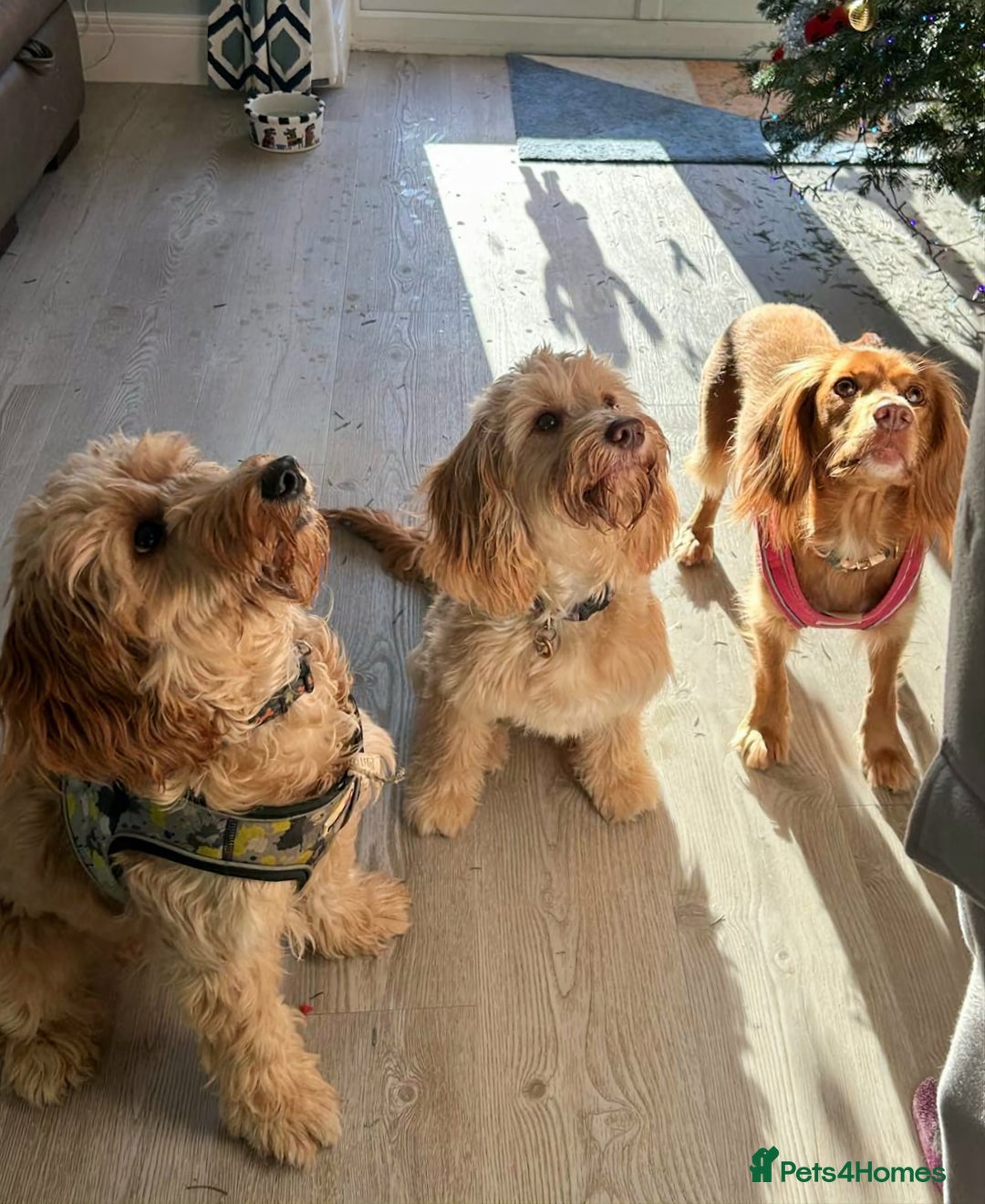 Cockapoo dogs for stud: Stunning proven F1 cockerpoo for stud - Advert 6