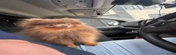 Pomeranian dogs for sale:  **  Pomeranian  in Windsor - Advert 8
