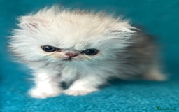 Persian cats for sale: Three Persian Chinchilla Kittens GCCF registered  - Image 5