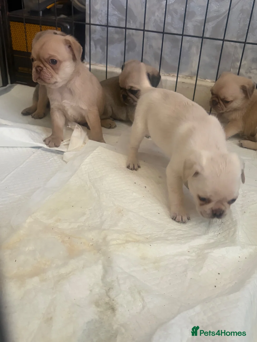 Pug dogs for sale: KC registered pug puppies  - Advert 2