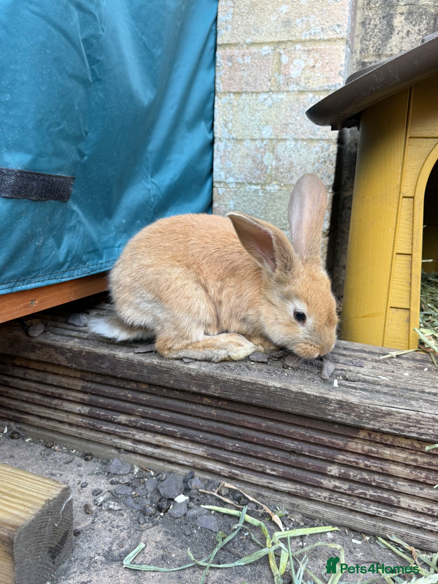 Continental Giant rabbits for sale: READY NOW.. 1 Beautiful Giant Doe left - Advert 2