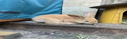 Continental Giant rabbits for sale: READY NOW.. 1 Beautiful Giant Doe left - Advert 1