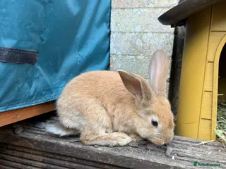 Continental Giant rabbits for sale: READY NOW.. 1 Beautiful Giant Doe left - Advert 2