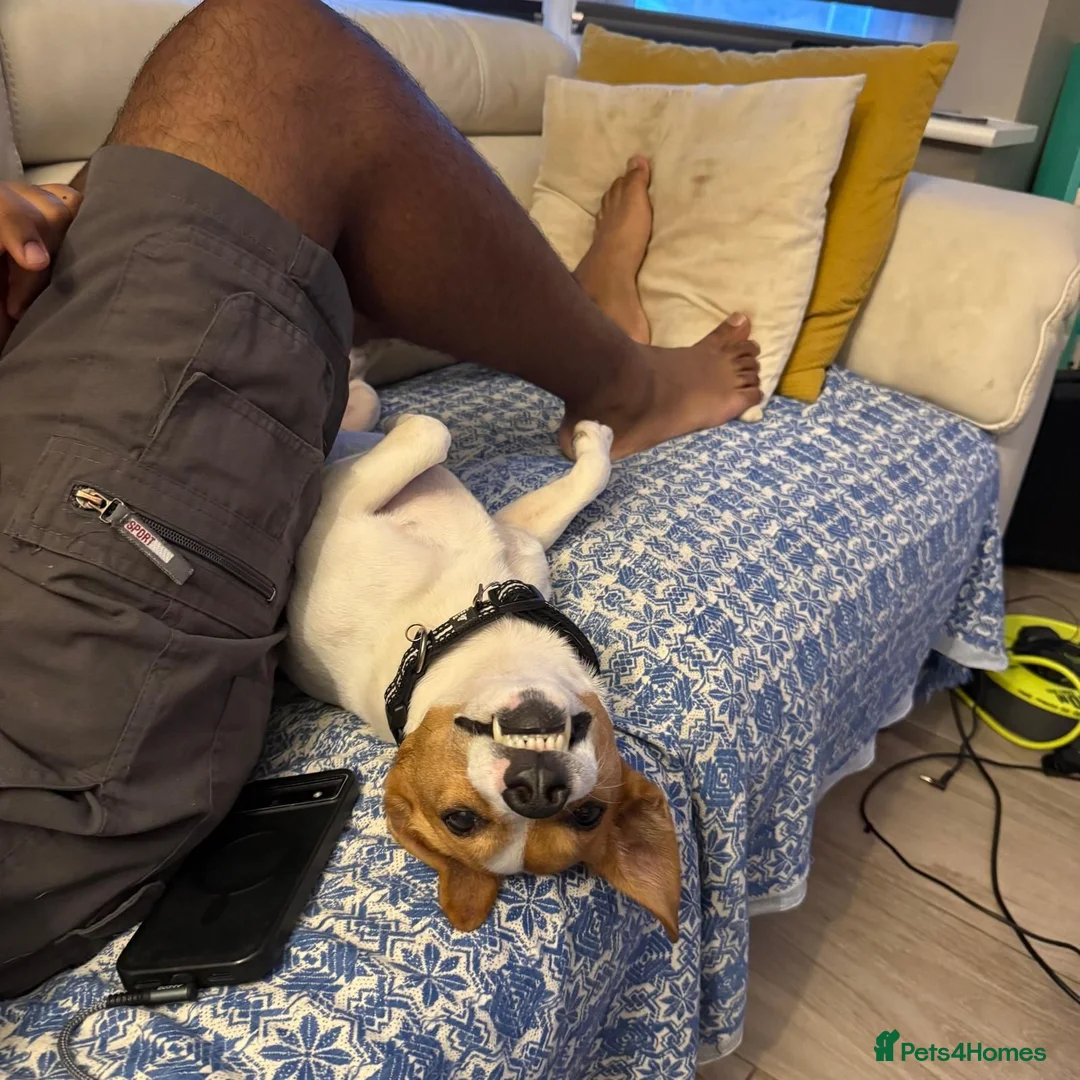 Mixed Breed dogs for adoption: Frankie jack Russell X with a huge personality in Harrow - Advert 1