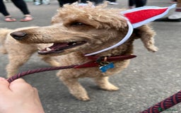Miniature Poodle dogs for sale: Lula  - Image 3