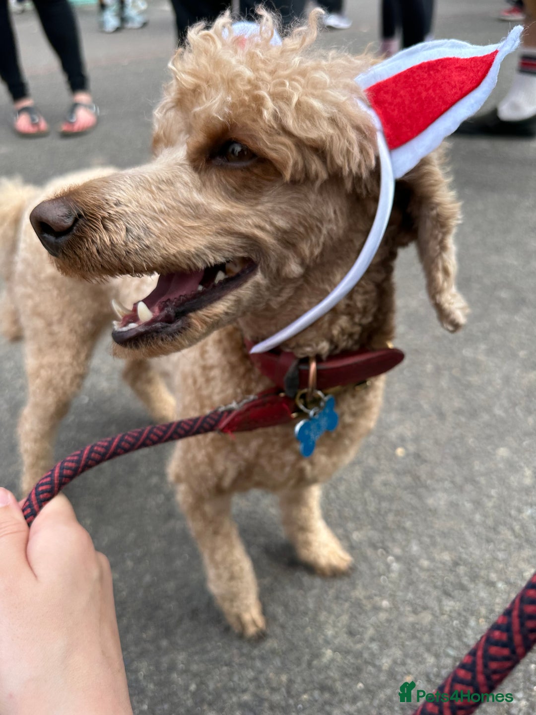 Miniature Poodle dogs for sale: Lula  - Image 3