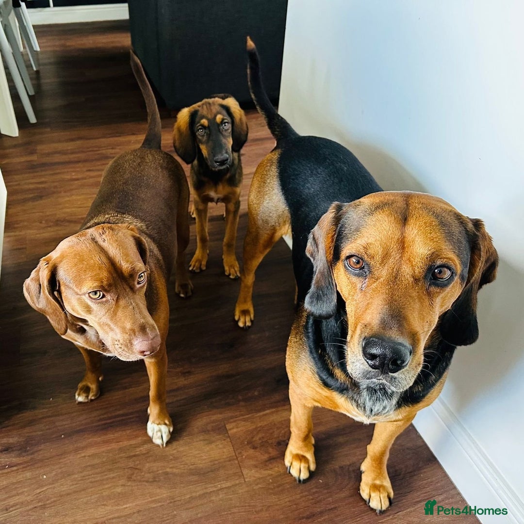 Mixed Breed dogs for adoption: Clover (Shepherd/Hound mix) - Image 11