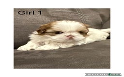 Shih Tzu dogs for sale: Imperial Shih Tzu - Image 2