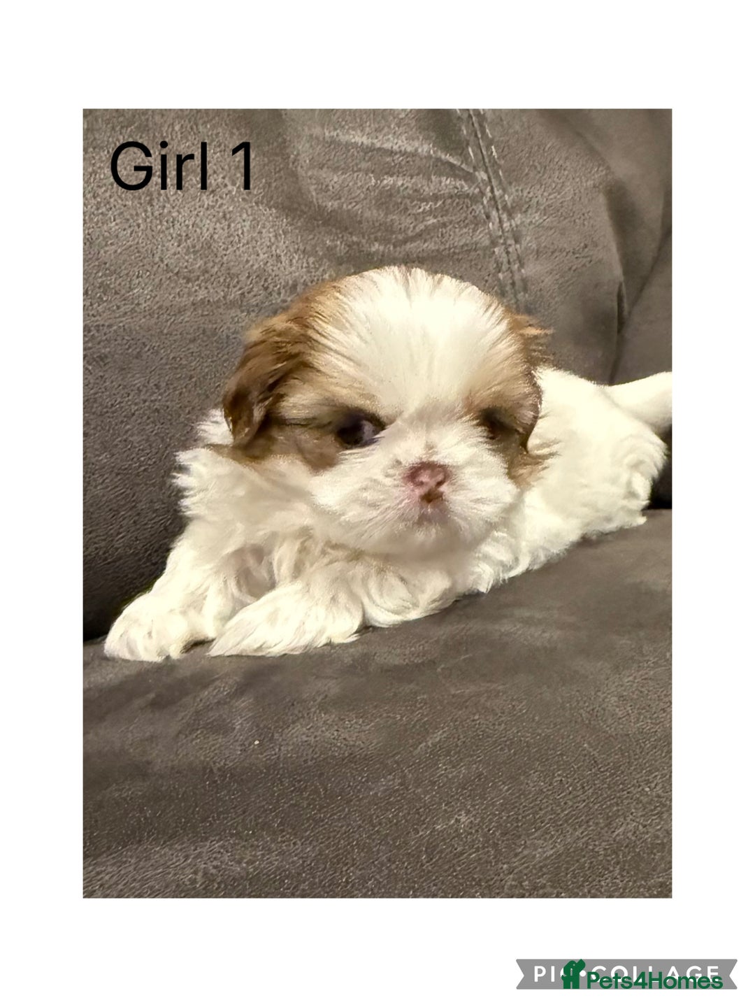 Shih Tzu dogs for sale: Imperial Shih Tzu - Image 2