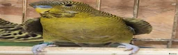 Budgerigars birds for sale: For Breeders only - Advert 7
