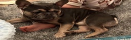 French Bulldog dogs for sale: Tiny Tino  - Advert 2