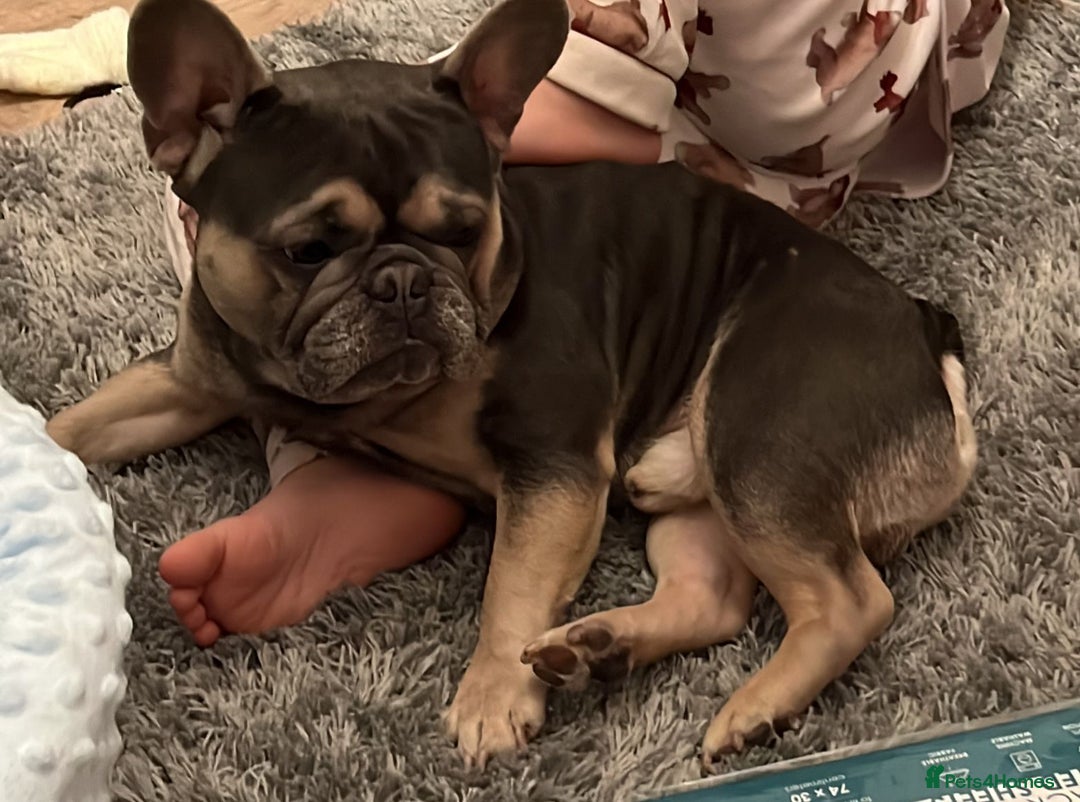 French Bulldog dogs for sale: Tiny Tino  - Advert 2
