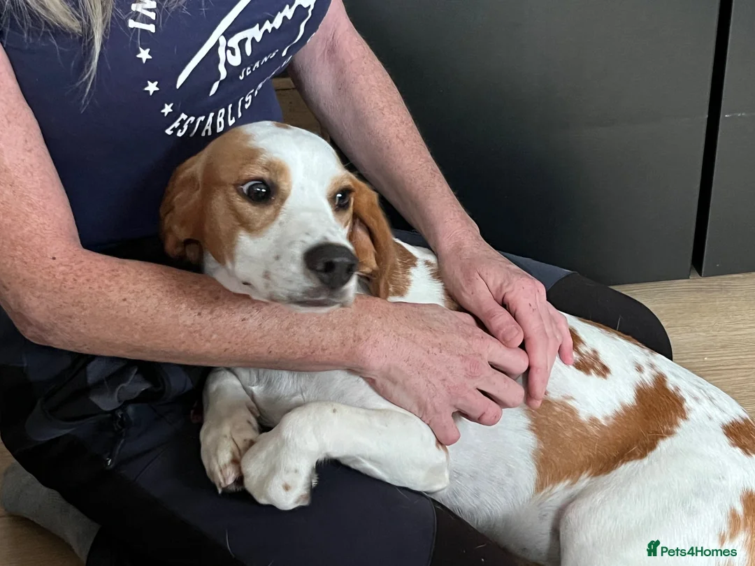 Mixed Breed dogs for sale: Royal Springhound (Springlier’s) - Advert 1