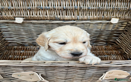 Golden Retriever dogs for sale: KC Reg Golden Retriever Puppies - Image 9