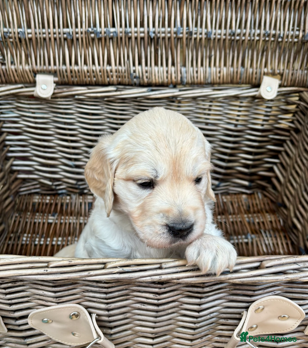 Golden Retriever dogs for sale: KC Reg Golden Retriever Puppies - Image 9