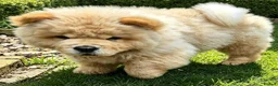 Chow Chow dogs for sale: KC registered chow chow male puppy Exceptional boy - Advert 8