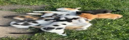 Siberian cats for sale:     Beautiful Siberian Cross Kittens - Advert 18