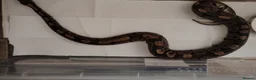 Python Snake reptiles for sale: Beautiful collection of pythons for sale  - Advert 2