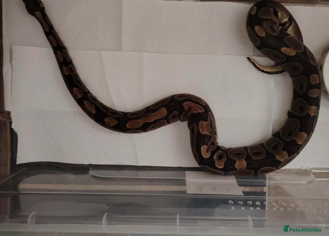 Python Snake reptiles for sale: Beautiful collection of pythons for sale  - Advert 2