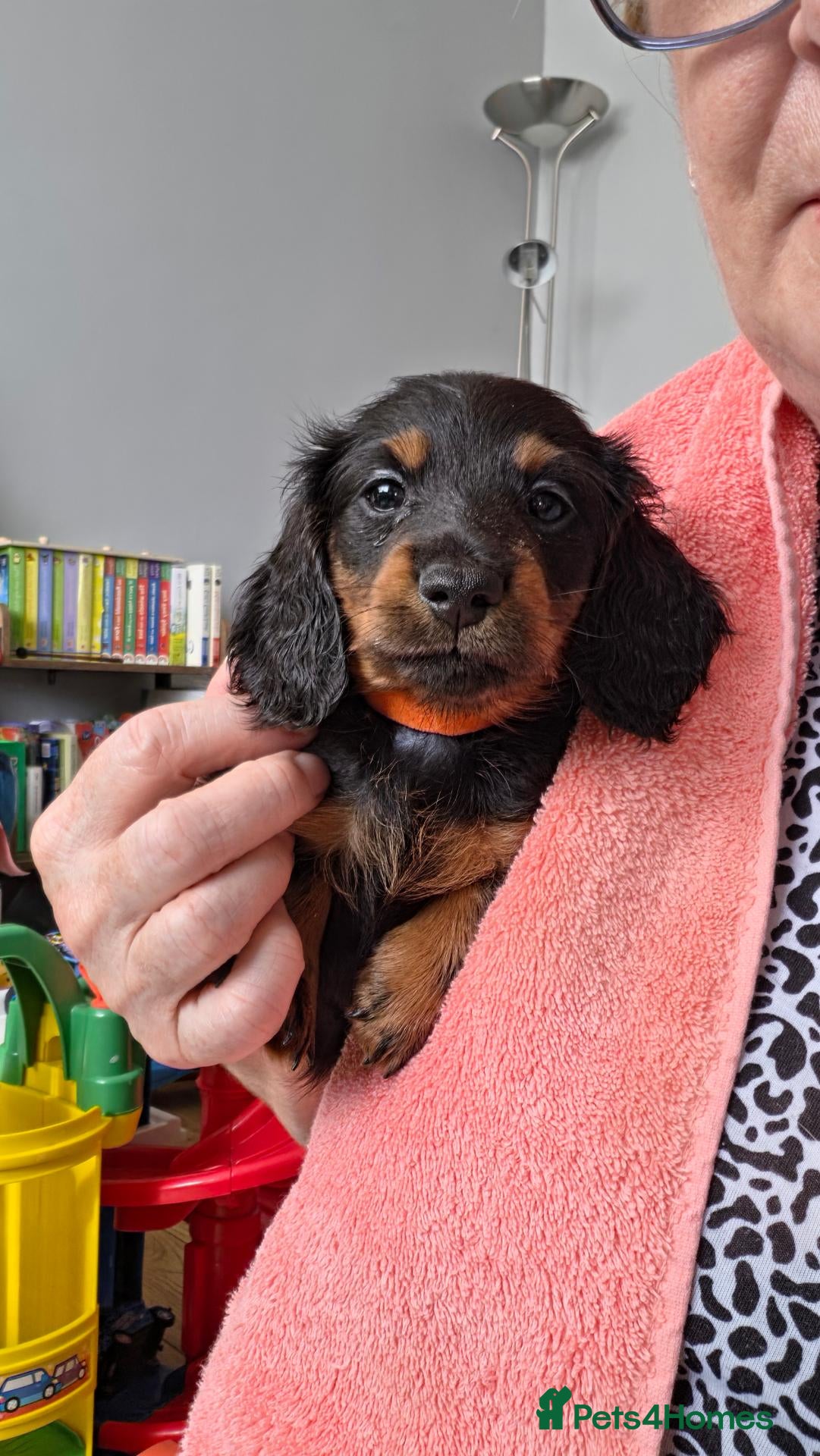 Miniature Dachshund dogs Longhaired Minature Dachshund  - Advert 17