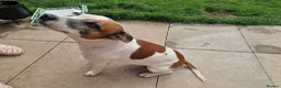 Mixed Breed dogs for stud: Introducing patch  in Redditch - Advert 4