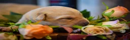 Labrador Retriever dogs for sale: Top Deep Red Quality Labrador JC Puppies KC Reg  - Advert 7