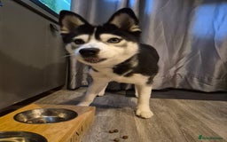 Pomsky dogs for sale: Luna looking for new home asap  - Image 2