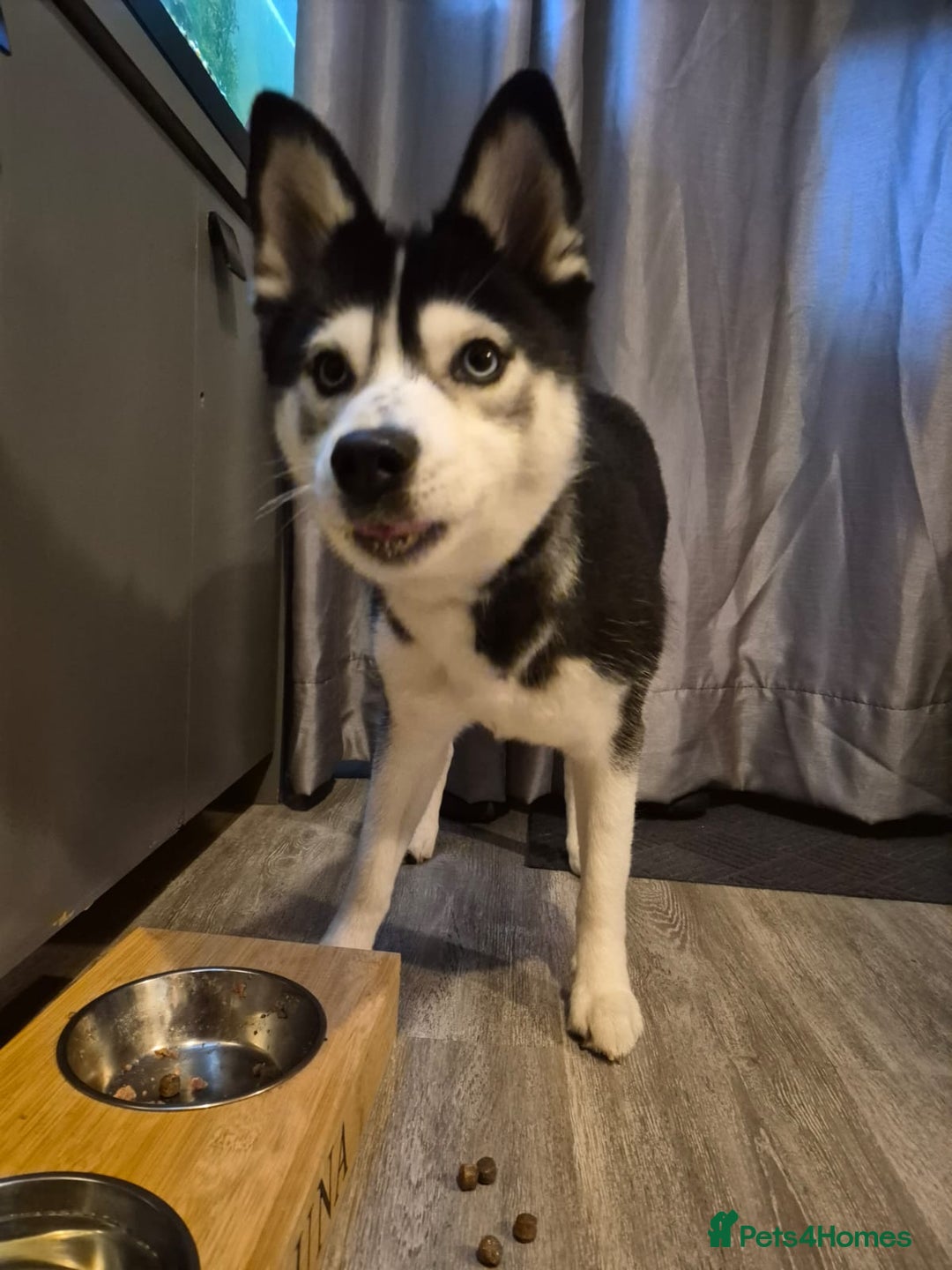 Pomsky dogs for sale: Luna looking for new home asap  - Image 2