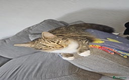 Mixed Breed cats for sale: Faith & Bonnie – Playful Sisters Ready for Love - Image 2